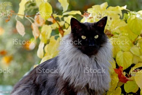 A Portrait Of A Norwegian Forest Cat Male Stock Photo Download Image