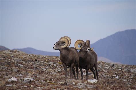 Top 172 Northern Mountain Animals