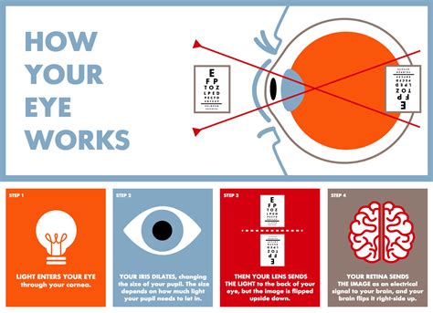 Eye Anatomy Definition Structure And Functions