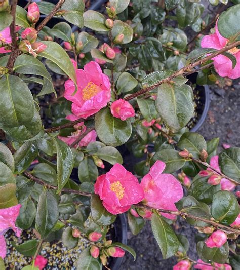 camellia hybrid koto no kaori urban tree farm nursery
