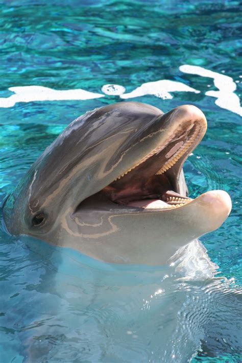 Dolphins Dolphins Animals Marine Animals