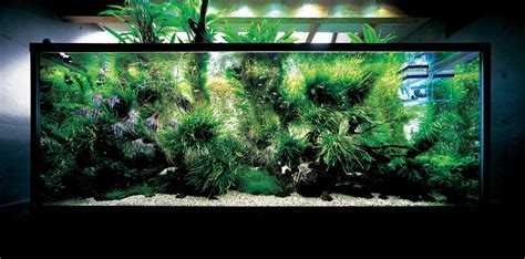 Speaking about aquascape, it is important to note that the design of a natural aquarium requires a lot of freshwater aquarium fish meet some requirements, especially when you are a beginner. Nature Aquariums and Aquascaping Inspiration