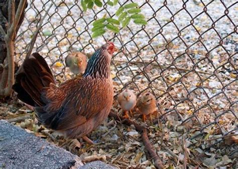 How To Get Rid Of Feral Chickens Hobby Farms