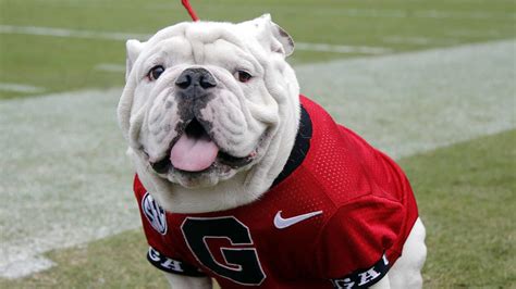 University Of Georgia Retiring Winningest Mascot In Schools History