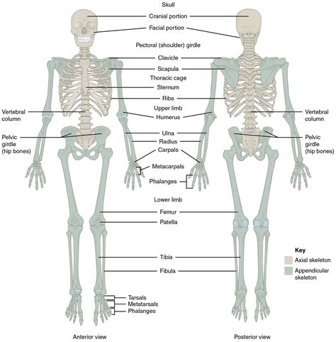 Divisions Of The Skeletal System · Anatomy And Physiology
