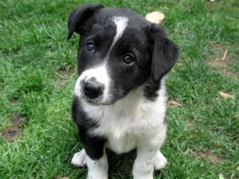 Are Border Collie Lab Mix Good Dogs