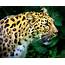 Amur Leopard Closeup Photograph By John Olson
