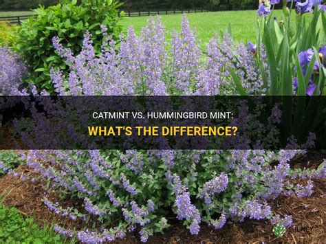 Catmint Vs Hummingbird Mint Whats The Difference Shuncy