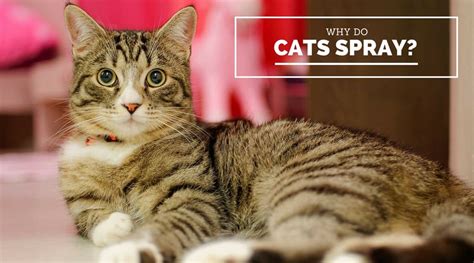 Why Do Cats Spray Kitty Marking Territory Cool Cat Tree House