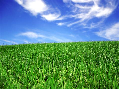 4 Simple Steps To The First Green Lawn