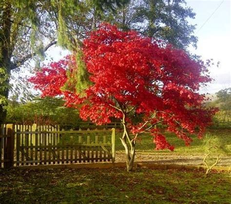 Fireglow Upright Red Japanese Maple Live Plant 2 Gallon Etsy