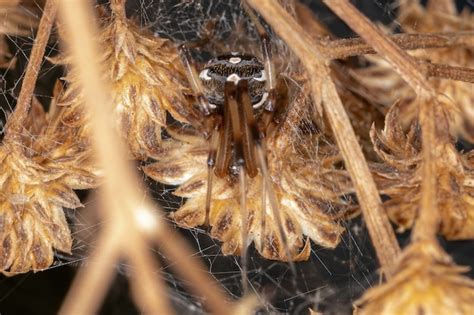 Viúva Parda Fêmea Da Espécie Latrodectus Geometricus Foto Premium