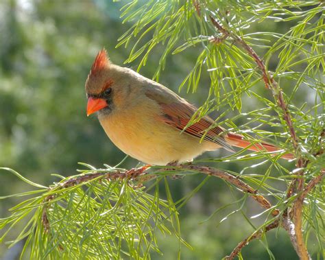 Female Northern Cardinal In A Pine Tree Feederwatch