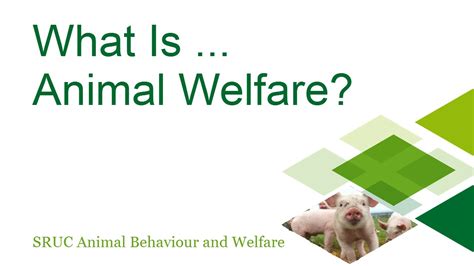What Is Animal Welfare Youtube
