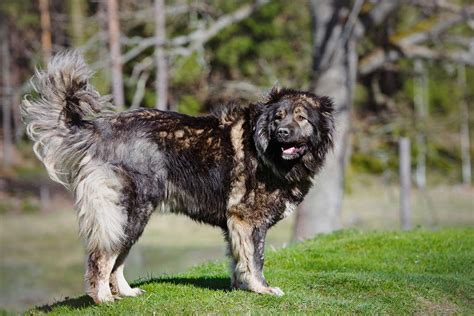 Caucasian Shepherd Dog Breed Everything About Caucasian Ovcharkas