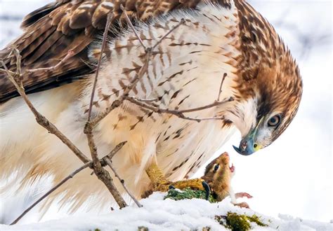 The Winners Of The 2021 Audubon Photography Awards Are Breathtaking