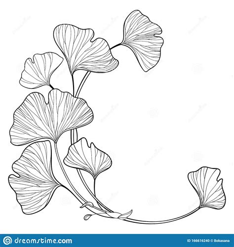 Ginkgo Biloba Leaves Pictograms Vector Illustration | CartoonDealer.com