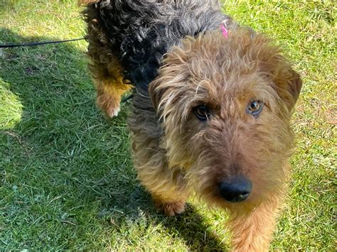 Home - Terrier SOS - a UK-based dog rescue