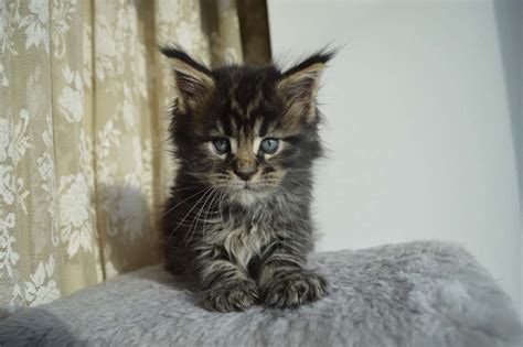 Do you dream of owning your very own maine coon cat? How Much Does a Maine Coon Cat Cost?