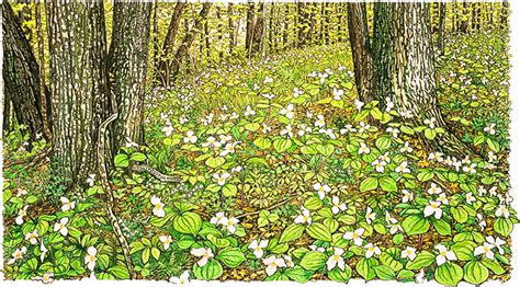 Trillium Carpet Print — Glen Arbor Artisans