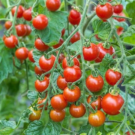Organic Cherry Tomato Seeds Sweetie Ready In 65 70 Days Etsy