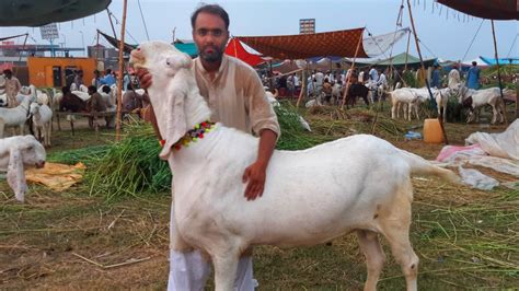 Are you looking for eid mubarak 2021 wishes, quotes, gif, image, messege, sms, eid ul fitr pics of 2021 are free to download and share with everyone. KAHNA BAKRA MANDI - QURBANI EID 2018 - RATE MANGNA GUNNAH ...