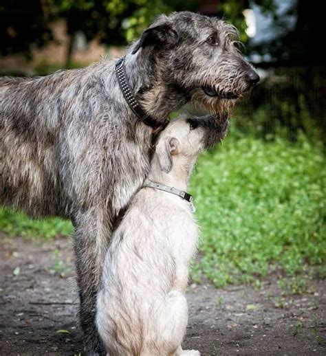 15 Facts About Raising And Training Irish Wolfhounds Page 3 Of 5