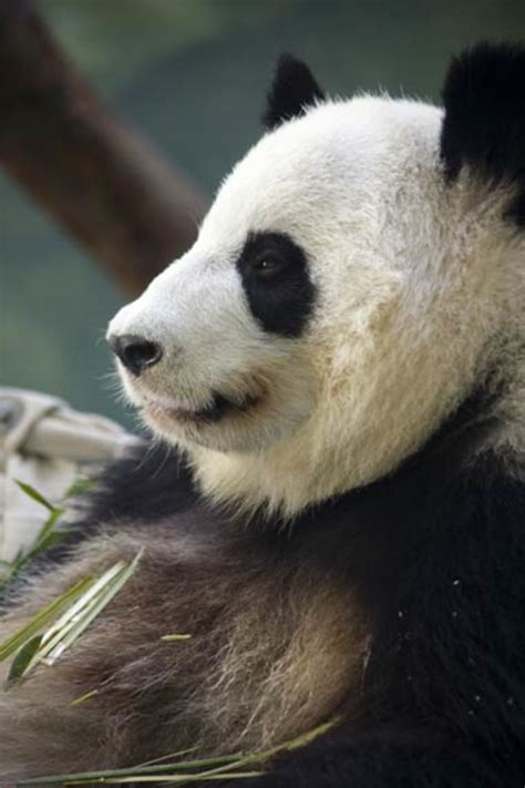 Giant Pandas Sex Talk Revealed Free Nude Porn Photos