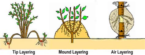 Layering Plants Simple Easy Methods Daylilies In Australia