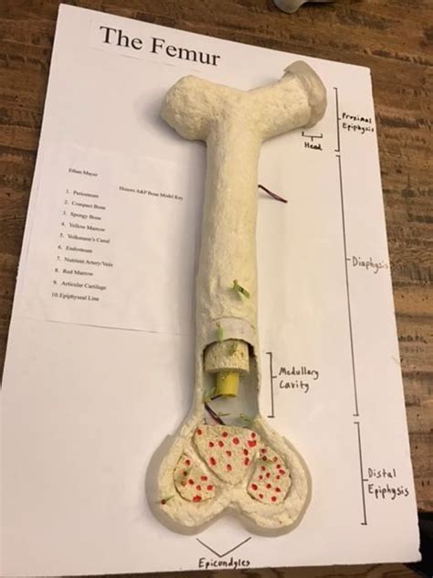 .long bone fetus a long bone begins in the fetus as a hyaline cartilage model of the bone. Image result for long bone model project | Ap psych, Model