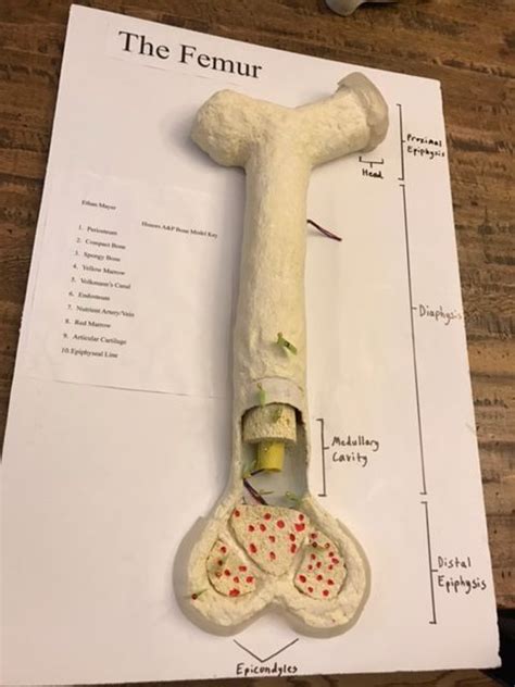 Students fill in the boxes with the. Image result for long bone model project | Ap psych, Model