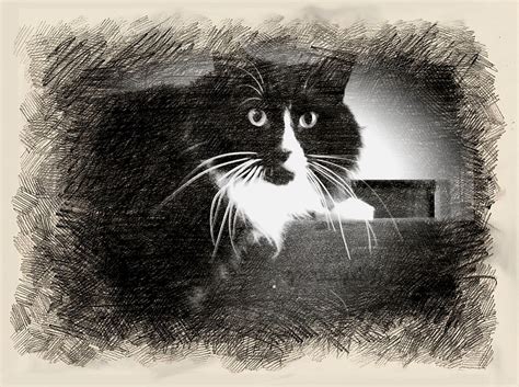 Could my cat be autistic? The autistic cat! | Autism is not recognized in animals ...