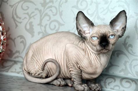 Peterbald kittens usually have some hair, but lose it as they mature. BEVERLY HILLS, CA USA Sphynx Kittens Little baby sphynx is ...