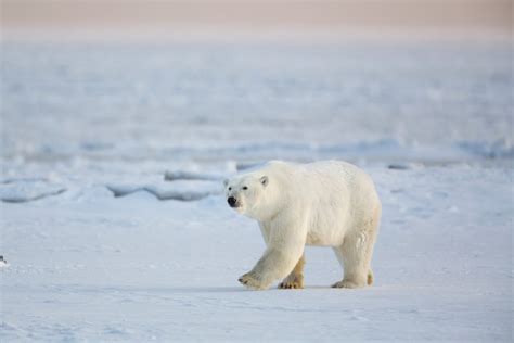 Polar Bear Photo Tour Kaktovik Hugh Rose Photography