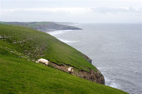 Free Stock Photo 11818 Sheep Grazing In Steep Coastal Pastures