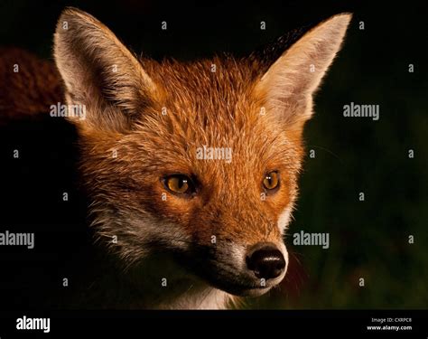 Urban Fox Glasgow Hi Res Stock Photography And Images Alamy