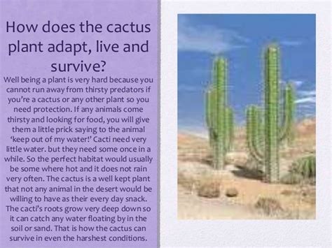 How Cactus Adapt In The Desert For Example There Is A Cactus Klastanx