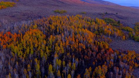2019 Oct Fall Color In Mono County Ca Youtube