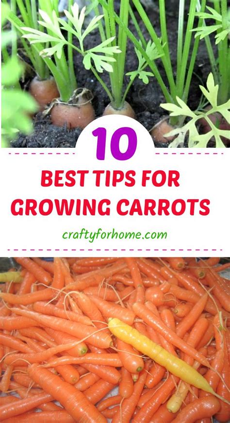 10 Best Tips For Growing Carrots In 2020 Growing Carrots Easy Vegetables To Grow How To