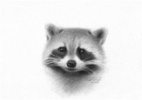 Animal Art Raccoon Drawing Animal Illustration Art Animal Drawings