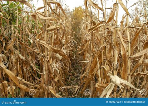 Dry Stalks Of Corn In The Autumn Field Stock Image Image Of