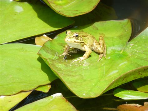 Little Frog On A Lily Pad Madeira Животные Птички