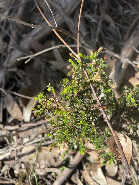 Small Leaf Parrot Pea From South Ward Meadow Creek Vic Au On July At Pm By