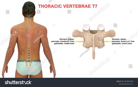 Thoracic Vertebrae T7 Bone Anatomy Labeled Stock Illustration 2050616093 Shutterstock