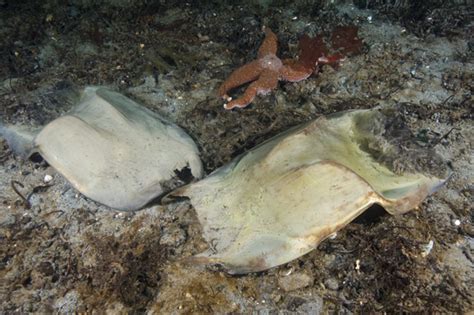 Shark Egg Case Pictures Ray Egg Capsule Images Photographs Of Mermaids Purses