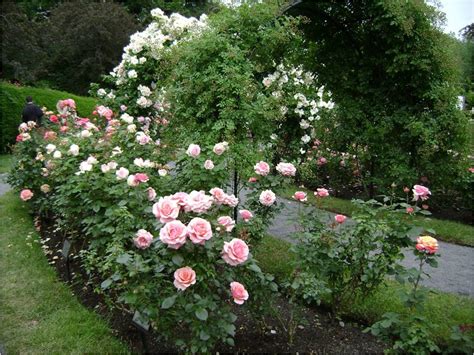 Ten Tips For Growing Roses In Western North Carolina
