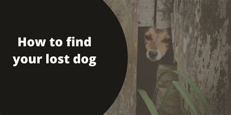 How To Find Your Lost Dog Dogzira