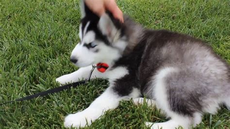 Siberian Husky Puppy Playing 8 Week Old Youtube