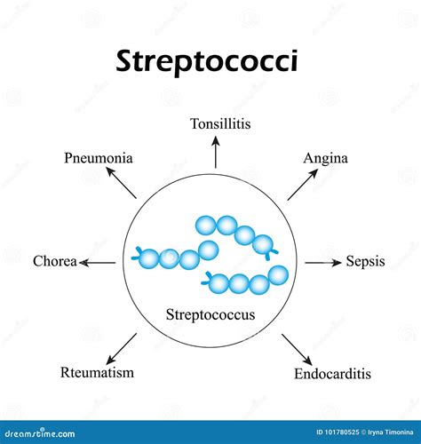 Streptococci Streptococcal Diseases Infographics Vector Illustration