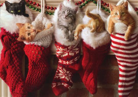 Kittens In Christmas Stocking Box Of 10 Avanti Cat